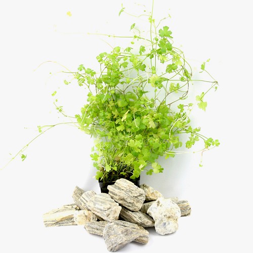 Hydrocotyle tripartita (Japan) pot #